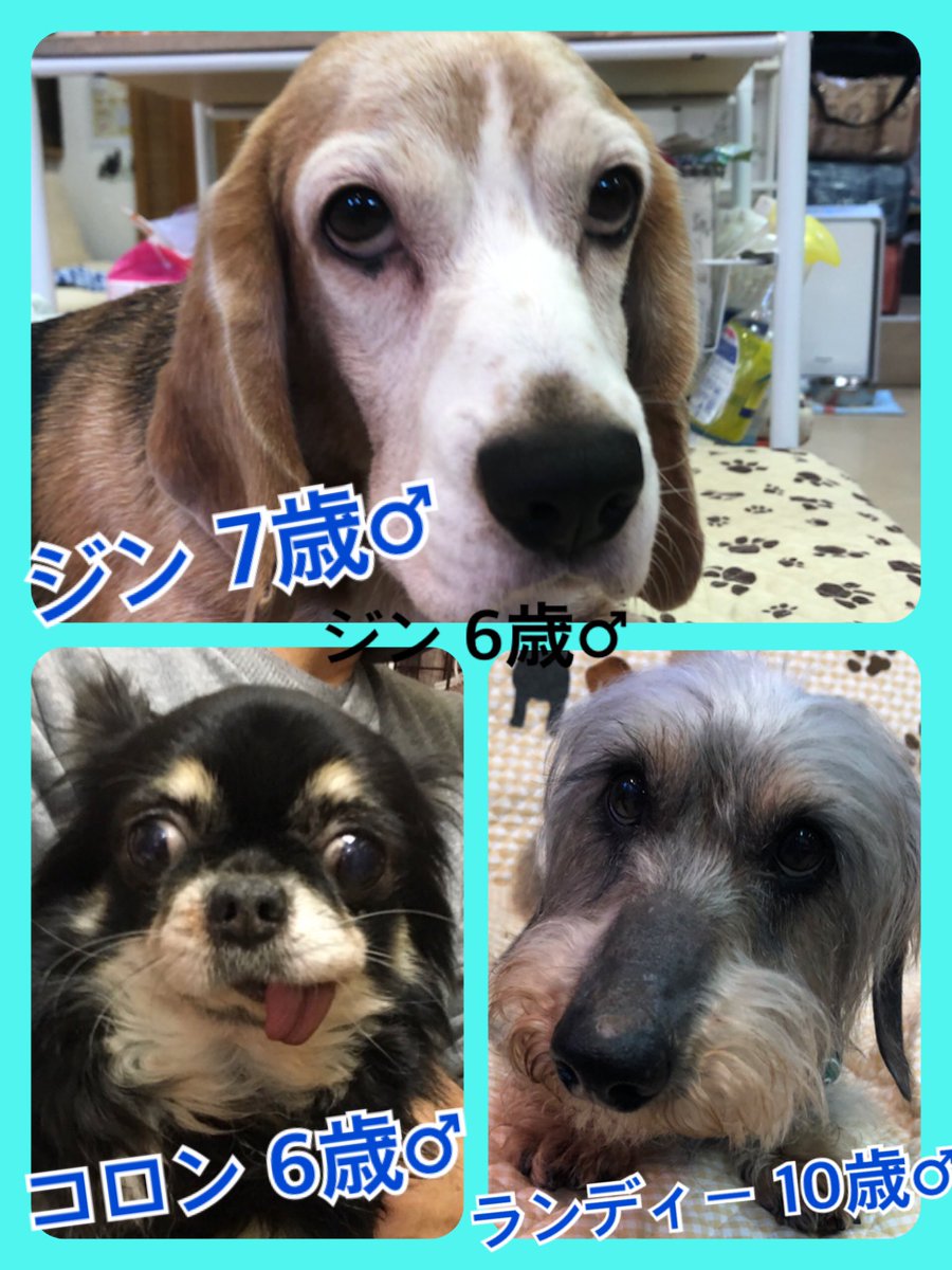 🐾今日の里親様募集中ワンコ🐶メンバーです🐾2020,5,3